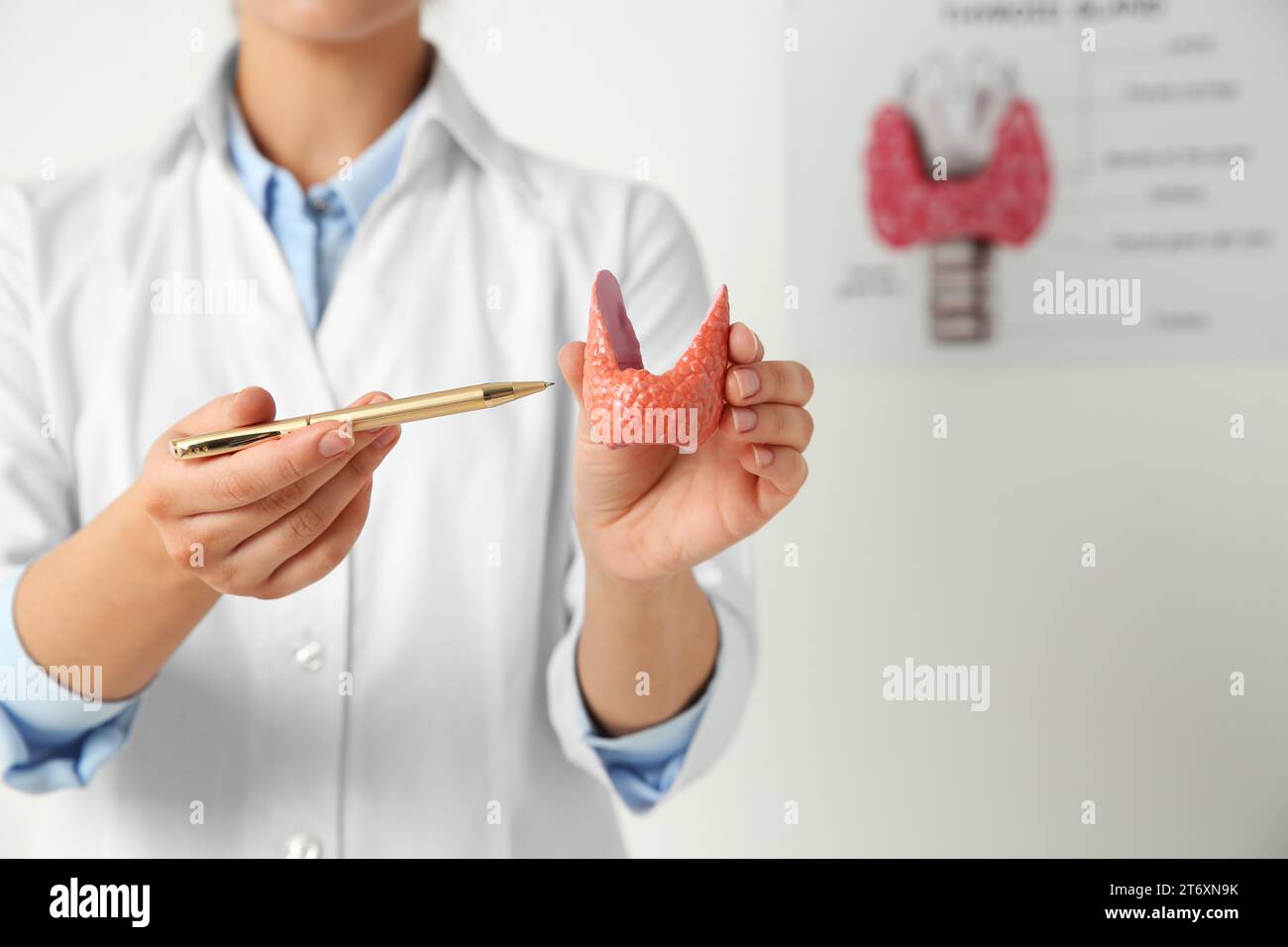 Endokrinologe mit Schilddrüsenmodell im Krankenhaus, Nahaufnahme Stockfoto