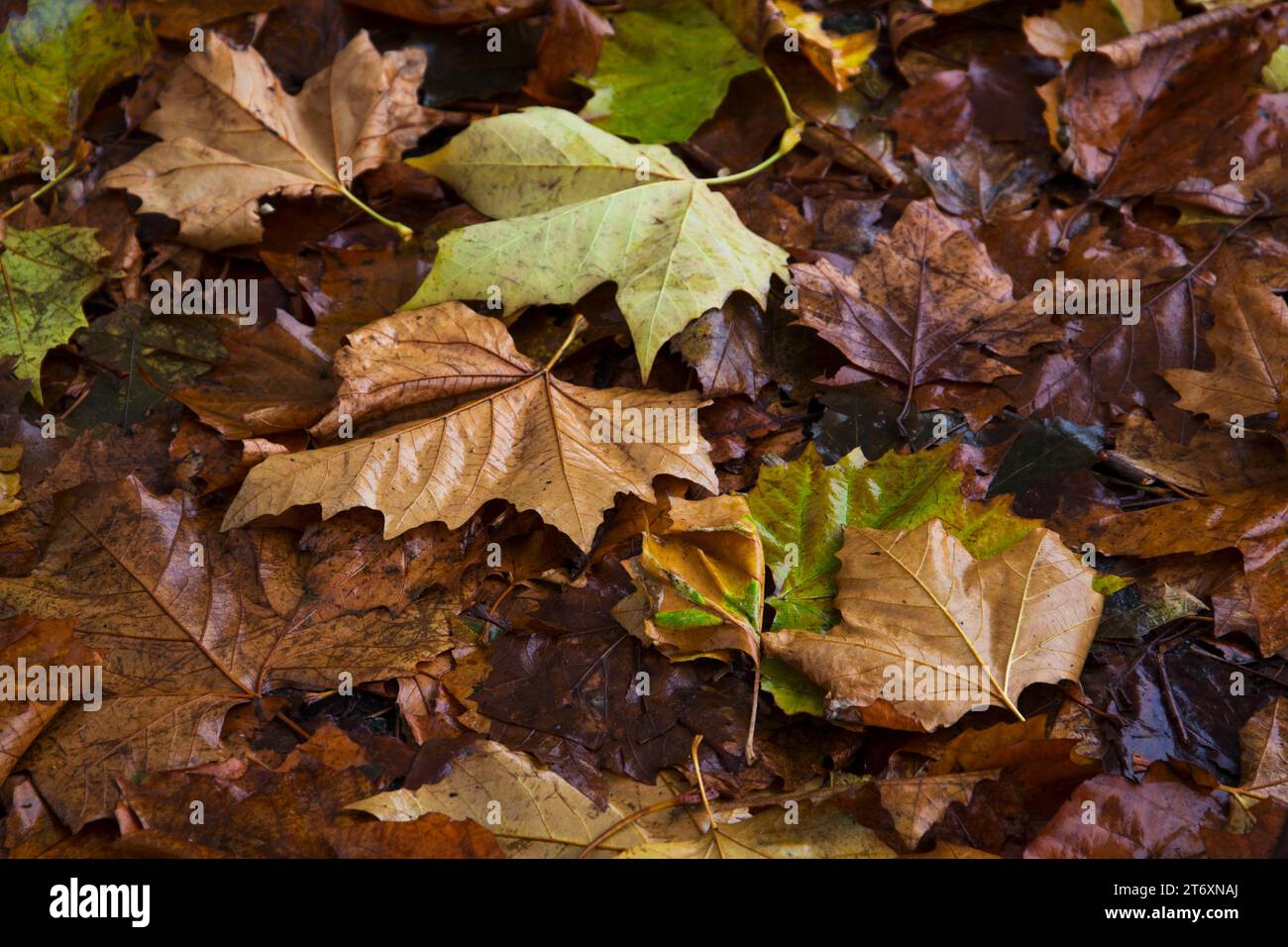 Leuchtende Herbstblätter auf dem Waldboden mit verschiedenen Herbstfarben und -Texturen Stockfoto