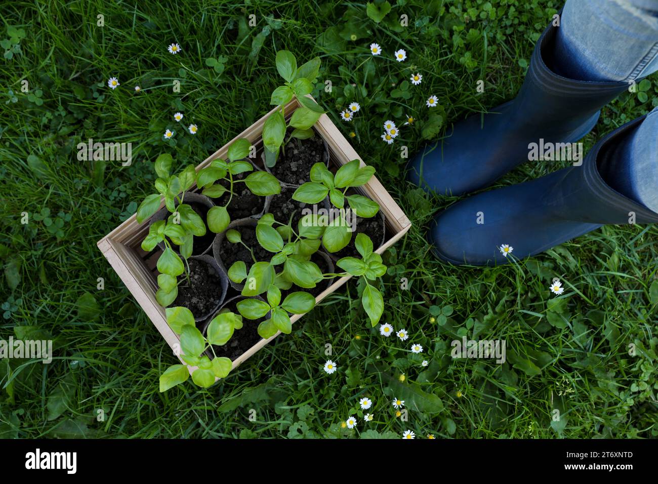 Frau in der Nähe einer Kiste mit Setzlingen im Freien, Blick von oben Stockfoto