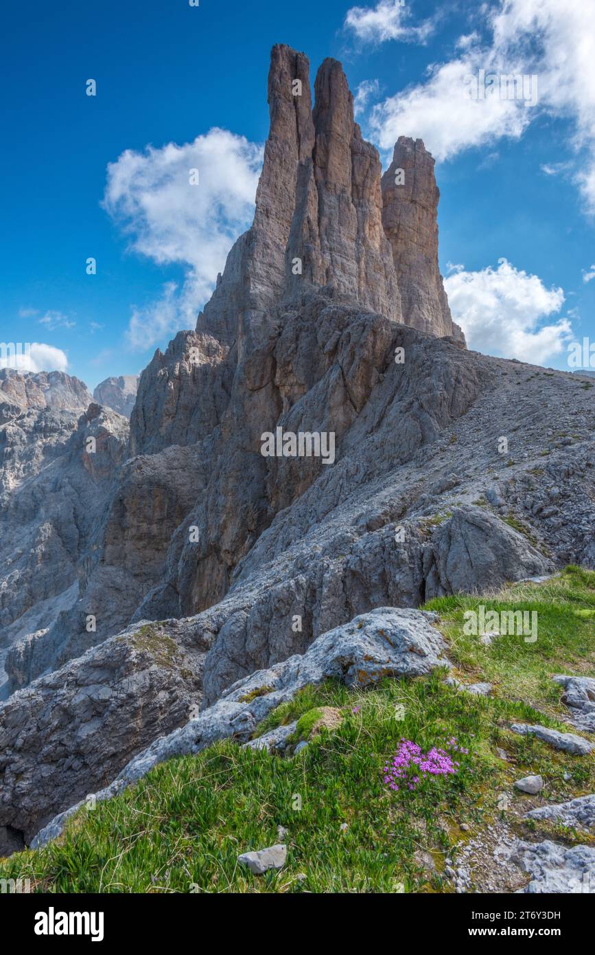 Vajolet Towers in der Berggruppe des Rosengartens der italienischen Dolomiten. Imposante Felskalktürme und blumige Grasfläche Stockfoto