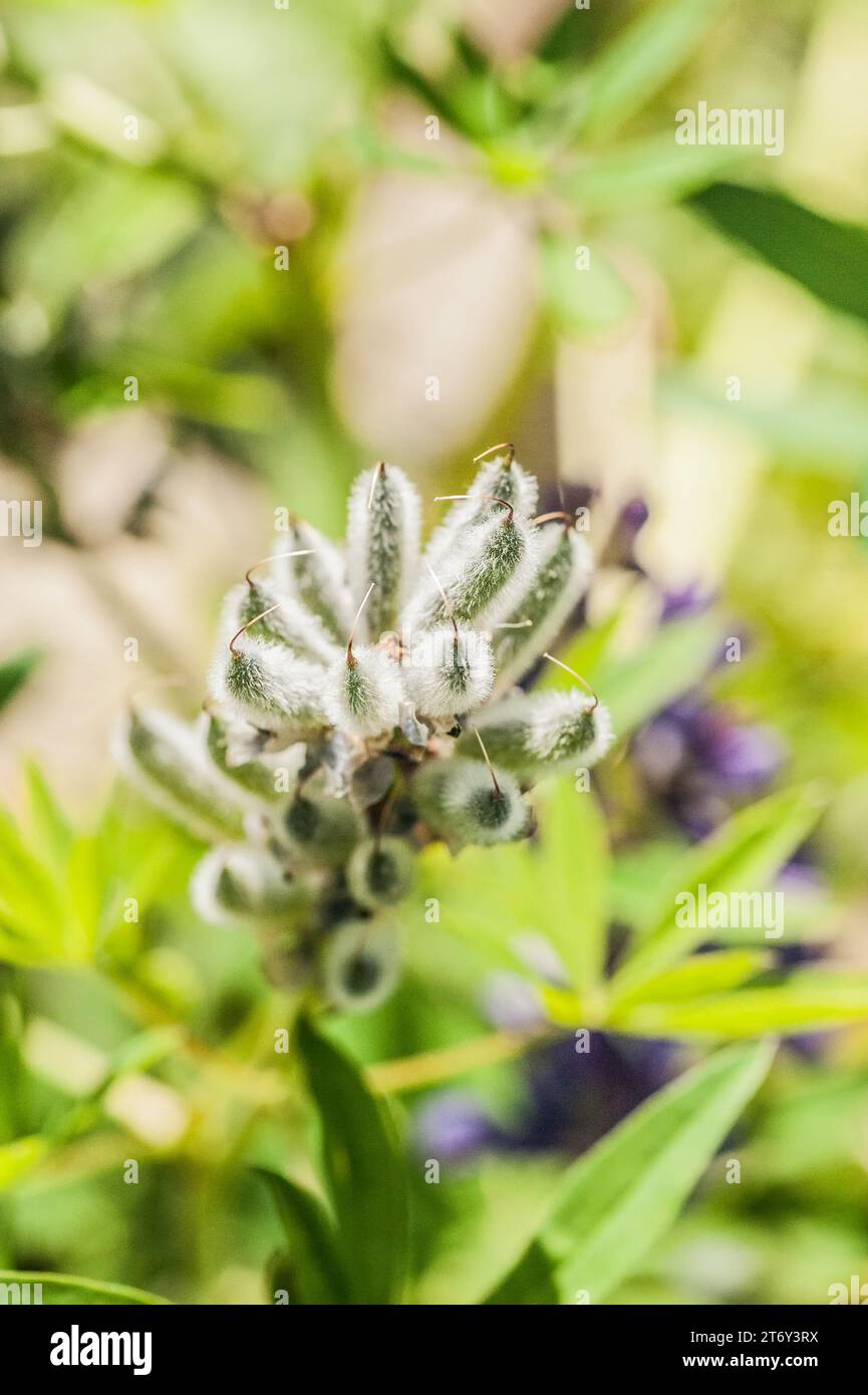 Lupinus, allgemein bekannt als Lupin oder Lupine (Nordamerika) ist eine Gattung von Blütenpflanzen in der Familie der Hülsenfrüchte, Fabaceae. Stockfoto