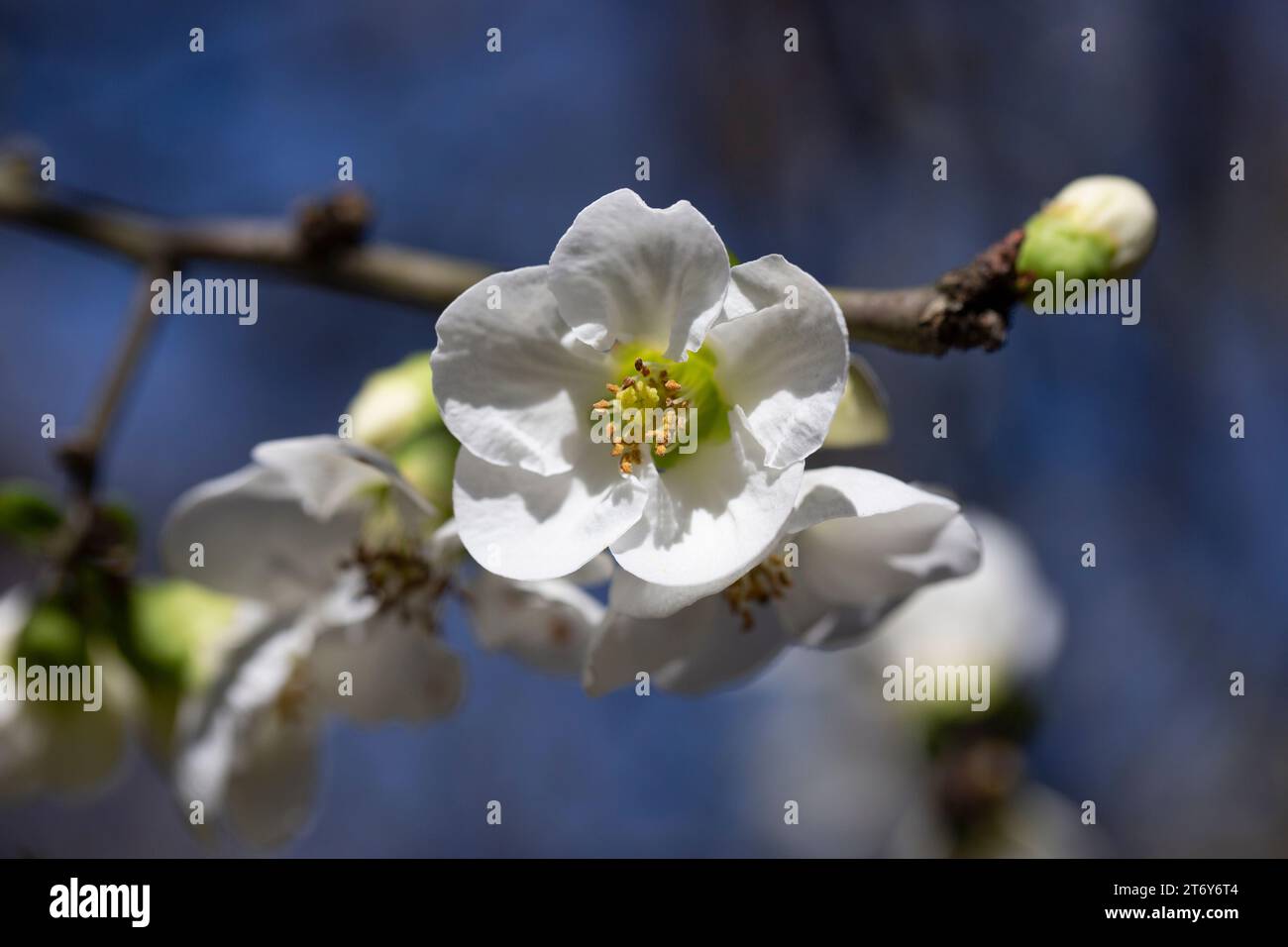 Sehen Sie viele zarte weiße Blüten von weißen Chaenomeles japonica-Sträuchern, allgemein bekannt als japanisch oder Maule-Quitte in einem sonnigen Frühlingsgarten, Beau Stockfoto