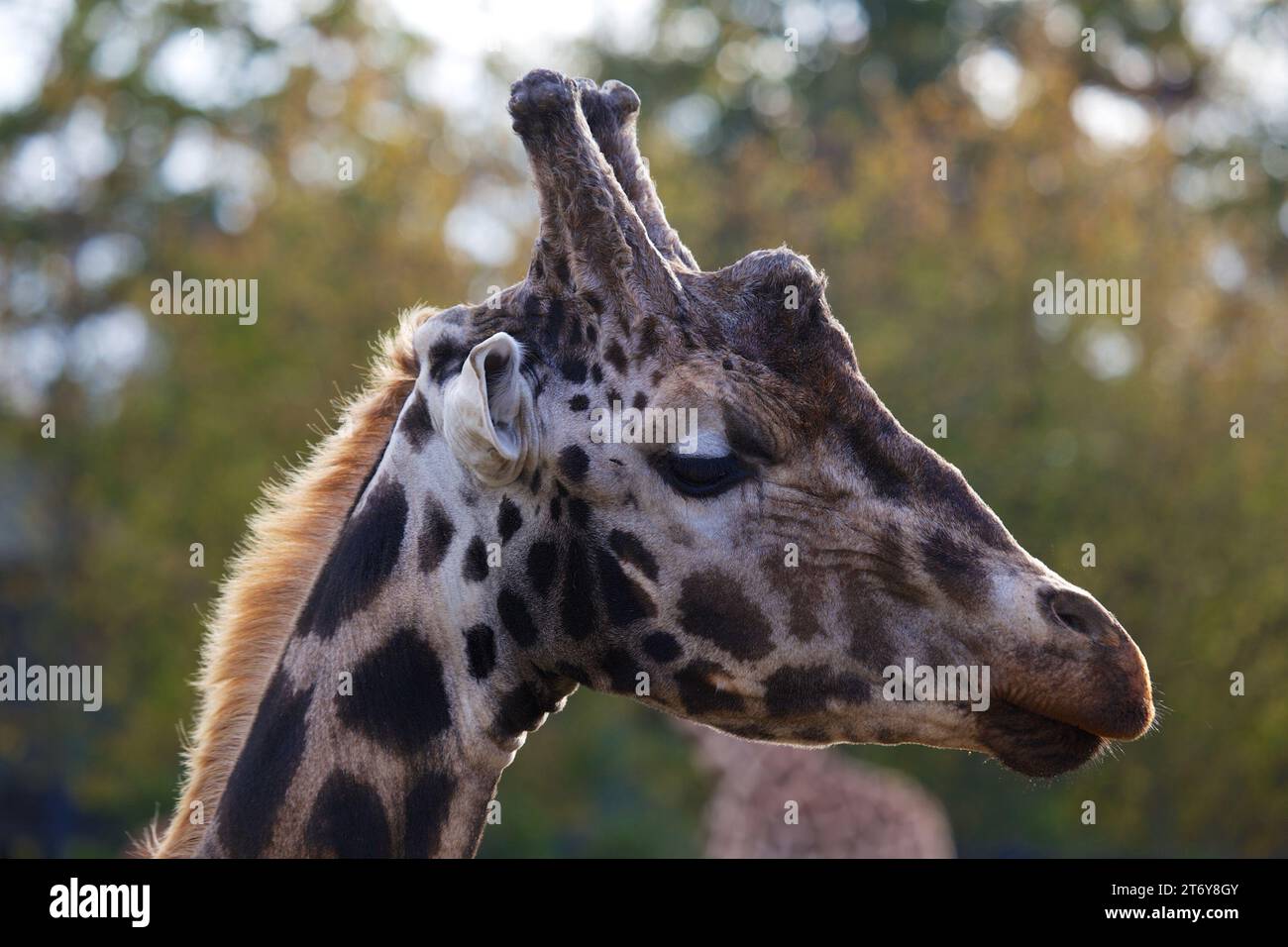 Anmutige Giraffe (Giraffa camelopardalis), gefangen in ihrem afrikanischen Savannenhabitat. Bekannt für seinen legendären langen Ausschnitt und den charakteristischen gepunkteten Mantel. Stockfoto