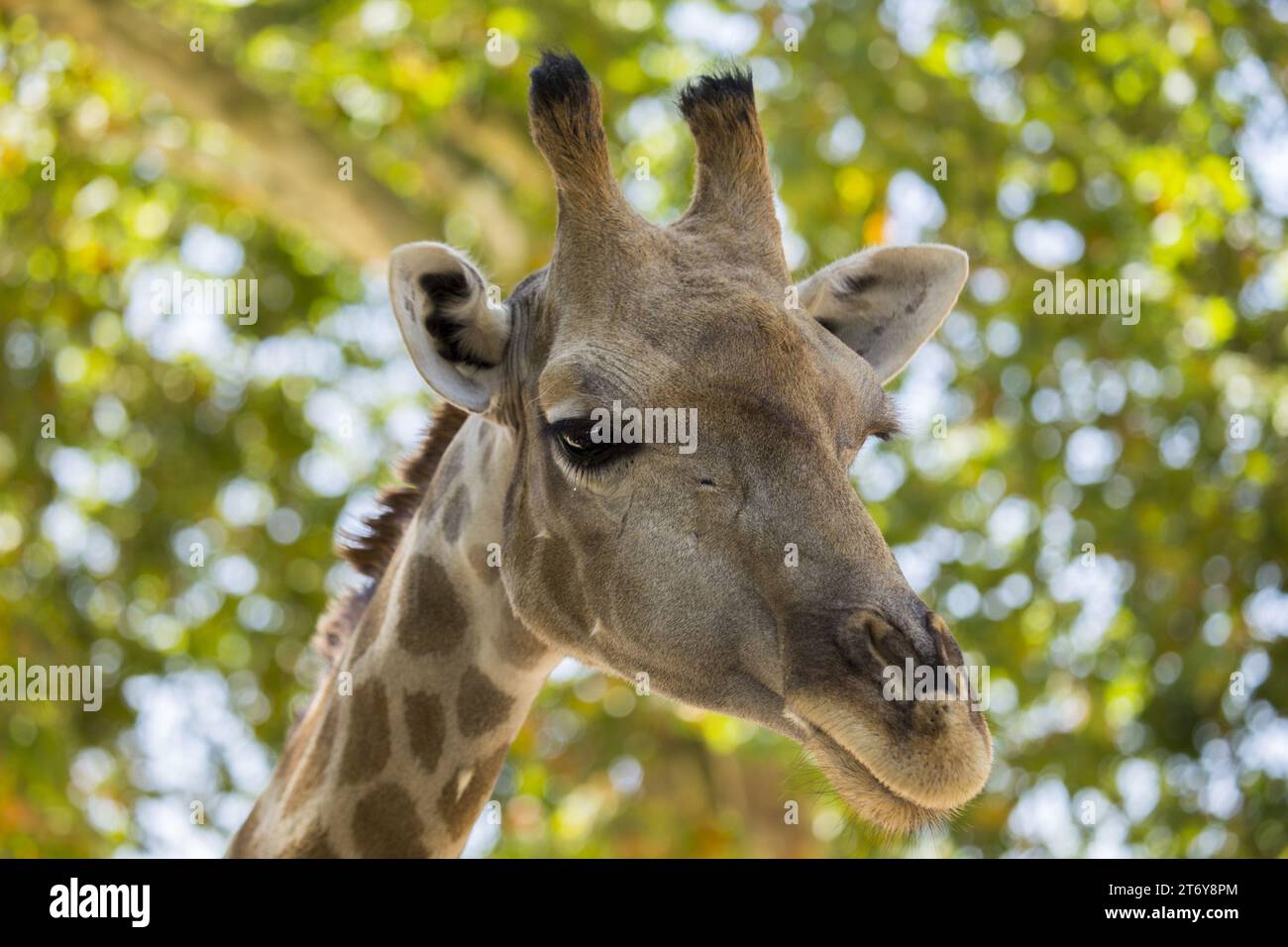 Anmutige Giraffe (Giraffa camelopardalis), gefangen in ihrem afrikanischen Savannenhabitat. Bekannt für seinen legendären langen Ausschnitt und den charakteristischen gepunkteten Mantel. Stockfoto