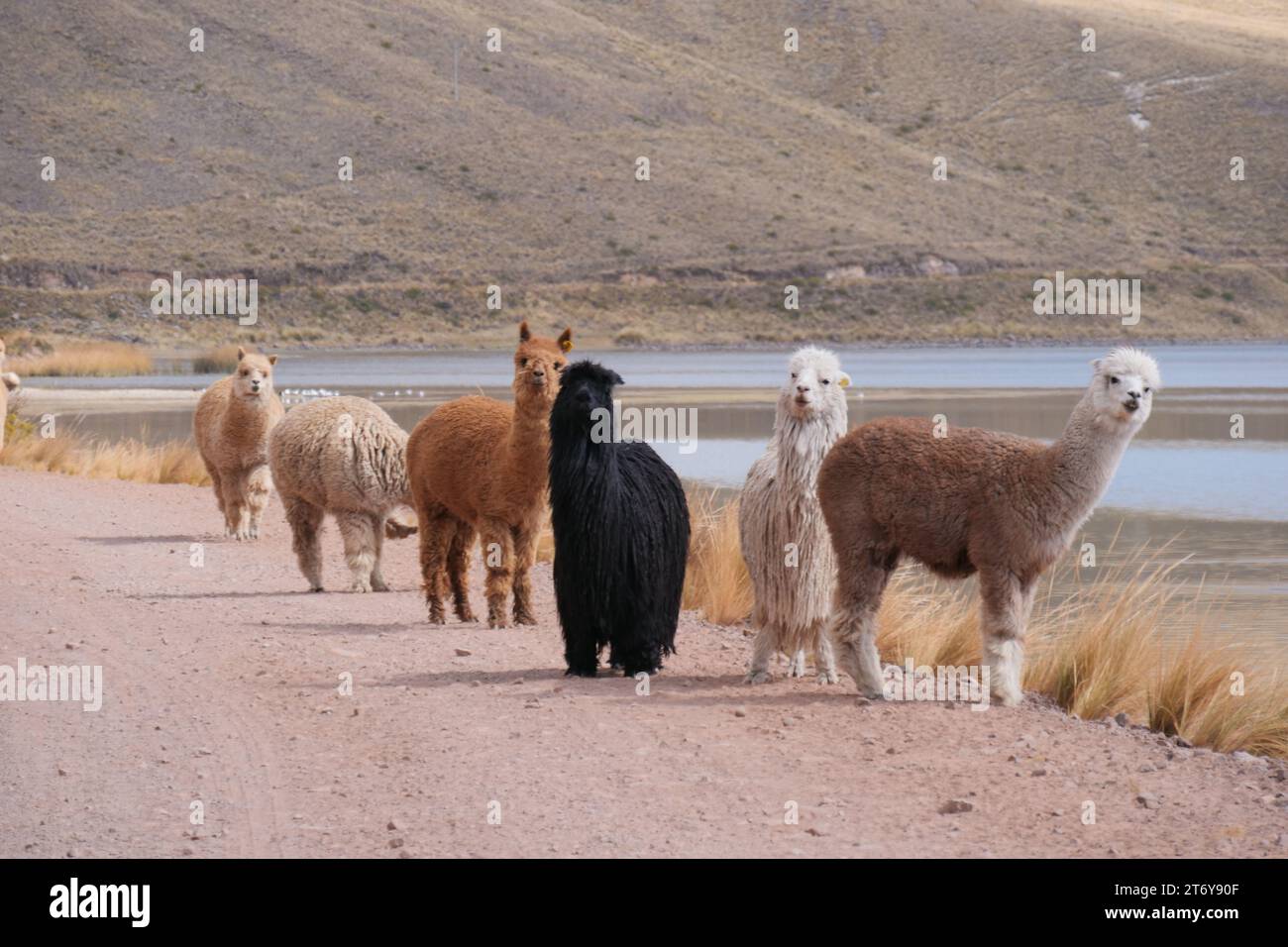 Schwarz-weiße Alpaka suri mit längerem Pelzfell, zwischen Huacaya Alpakas, auf einer Straße neben einem See. Lage: Peruanisches altiplano Stockfoto