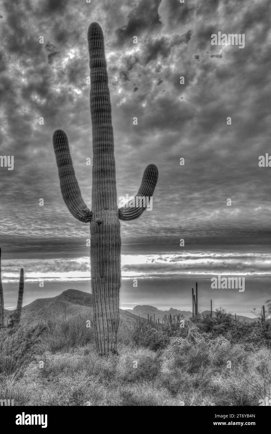 Silhouetten bei Sonnenuntergang mit Saguaro-Kakteen, Orgel Pipe Cactus National Monument, Lukeville, Ajo, Südwesten, Arizona, USA Stockfoto