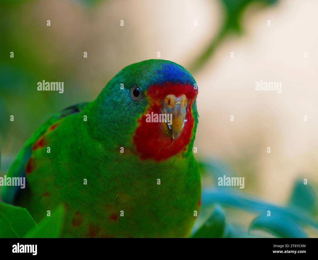 Wunderbarer, fesselnder Papagei mit leuchtendem Gefieder. Stockfoto