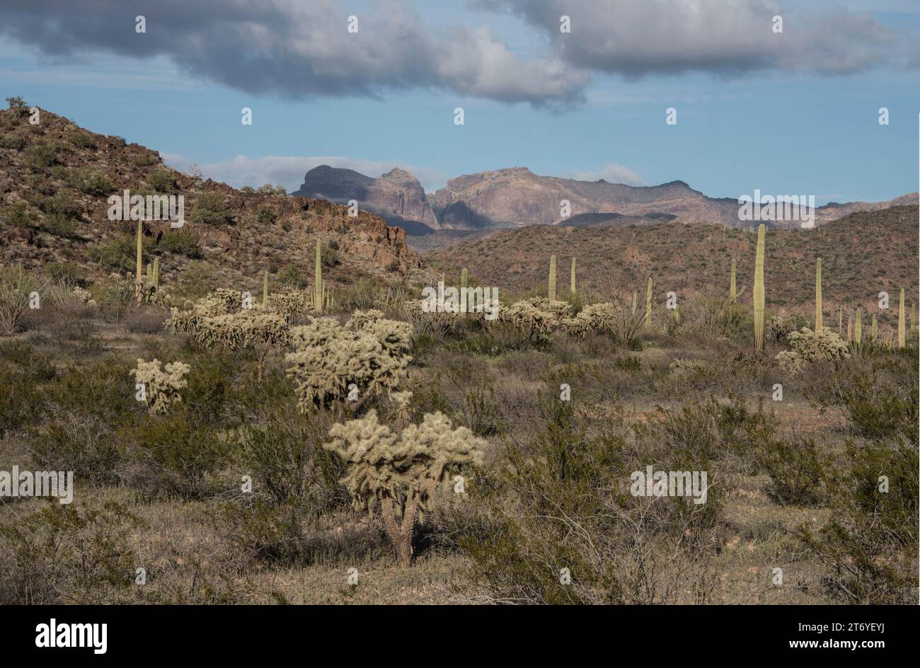 Malerische Landschaft der Sonora-Wüste, der grünen Wüste, im Organ Pipe Cactus National Monument, Lukeville, Ajo, Arizona, USA. Stockfoto
