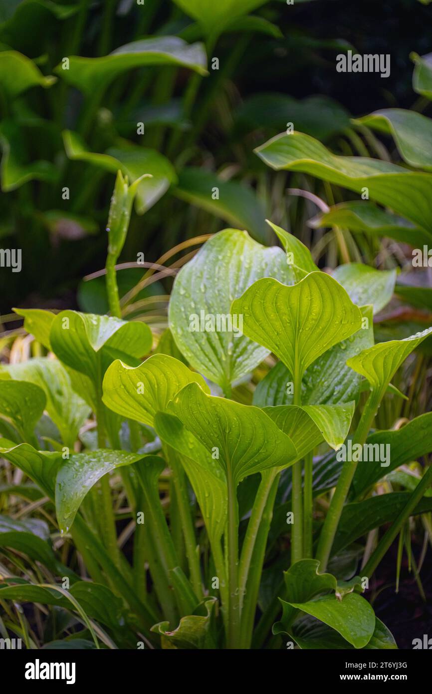 Eine Nahaufnahme der Hostas in einem Garten von Seattle zeigt ihr atemberaubendes Laub. Stockfoto