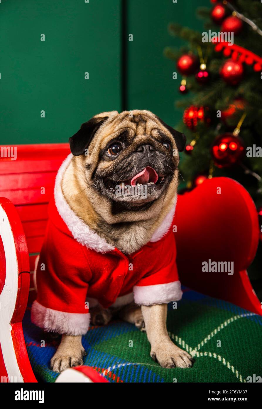 Schöner Hund, der die weihnachtsmannrolle spielt Stockfoto