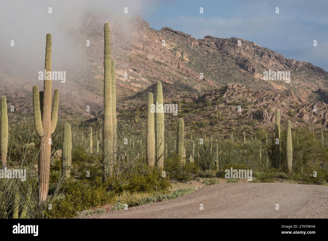 Nebelmorgen zwischen Saguaro-Kakteen am Puerto Blanco Drive, Orgel Pipe Cactus National Monument, Ajo, Arizona, USA Stockfoto