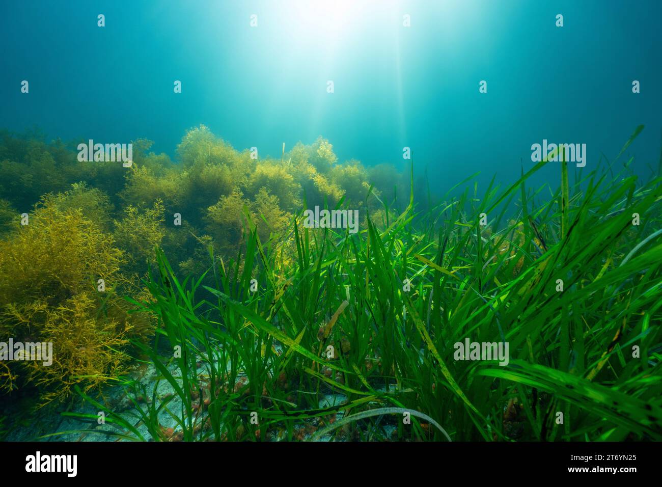 Seegras und Algen mit Sonnenlicht unter Wasser im Atlantischen Ozean, natürliche Szene, Seegras Zostera Marina und Cystoseira baccata Algen, Spanien Stockfoto