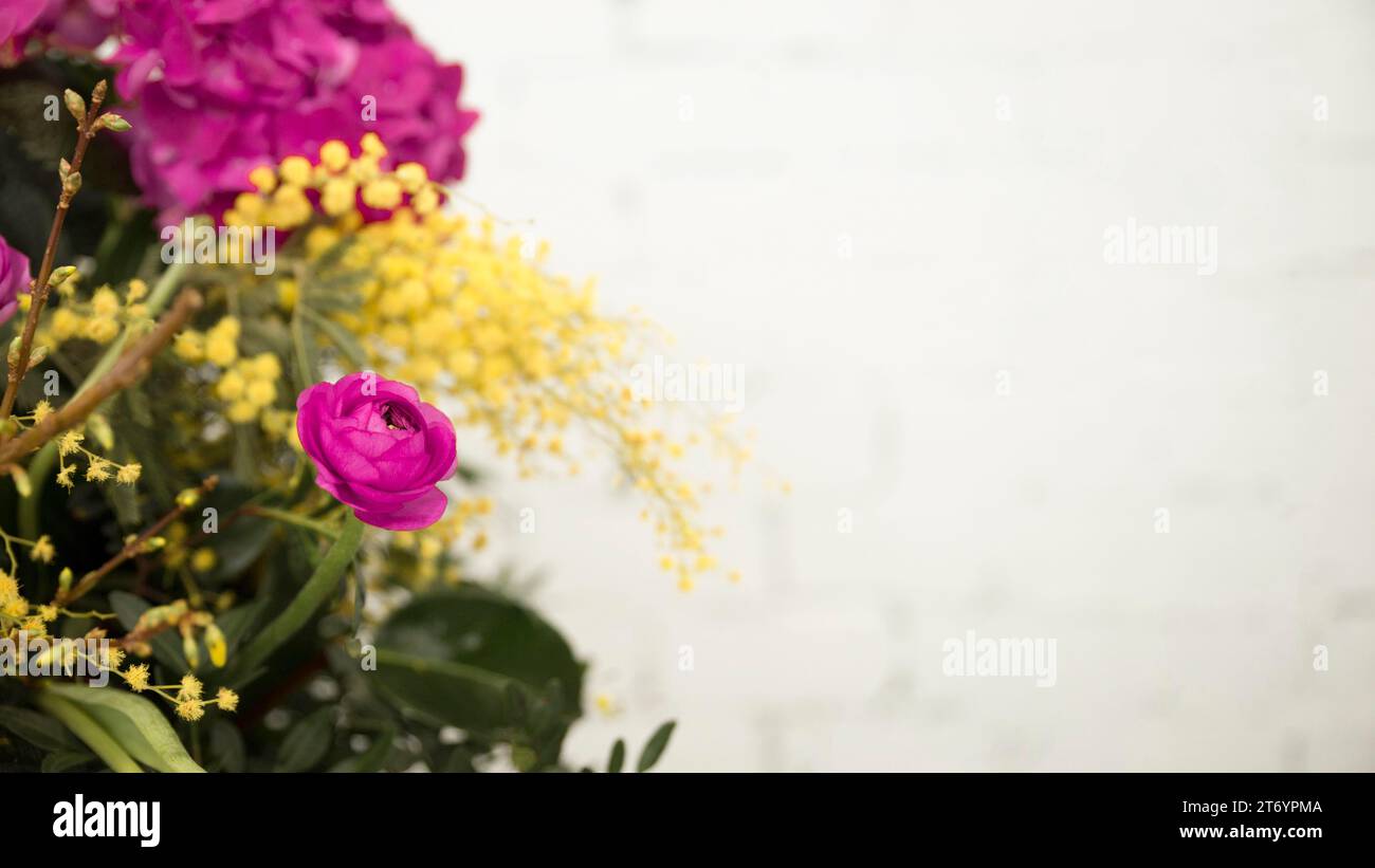 Nahaufnahme gelbe Mimosa rosa Rose vor weißem Hintergrund Stockfoto