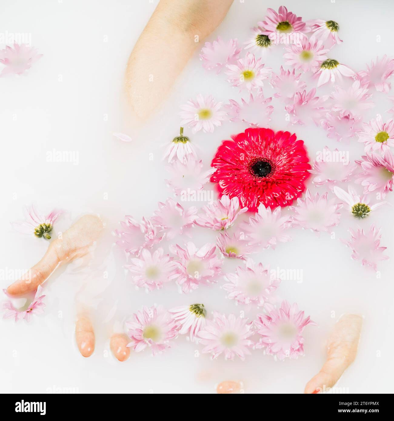 Nahaufnahme der Hand der Frau mit rosa Blumen, die Wasser schweben Stockfoto