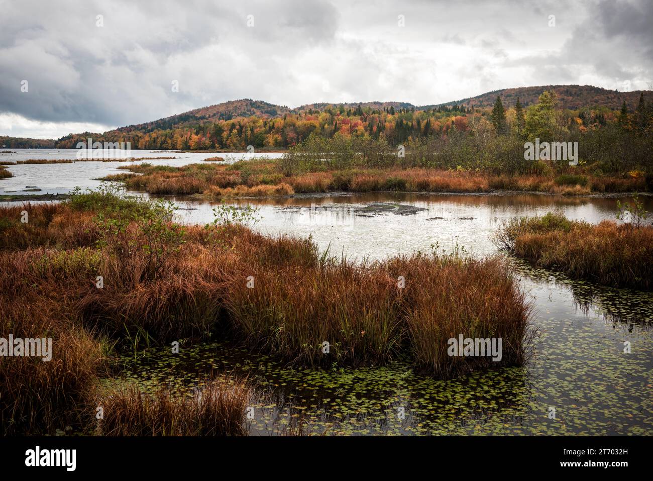 Der nördliche Sumpfpark in Quebec im Herbst Stockfoto