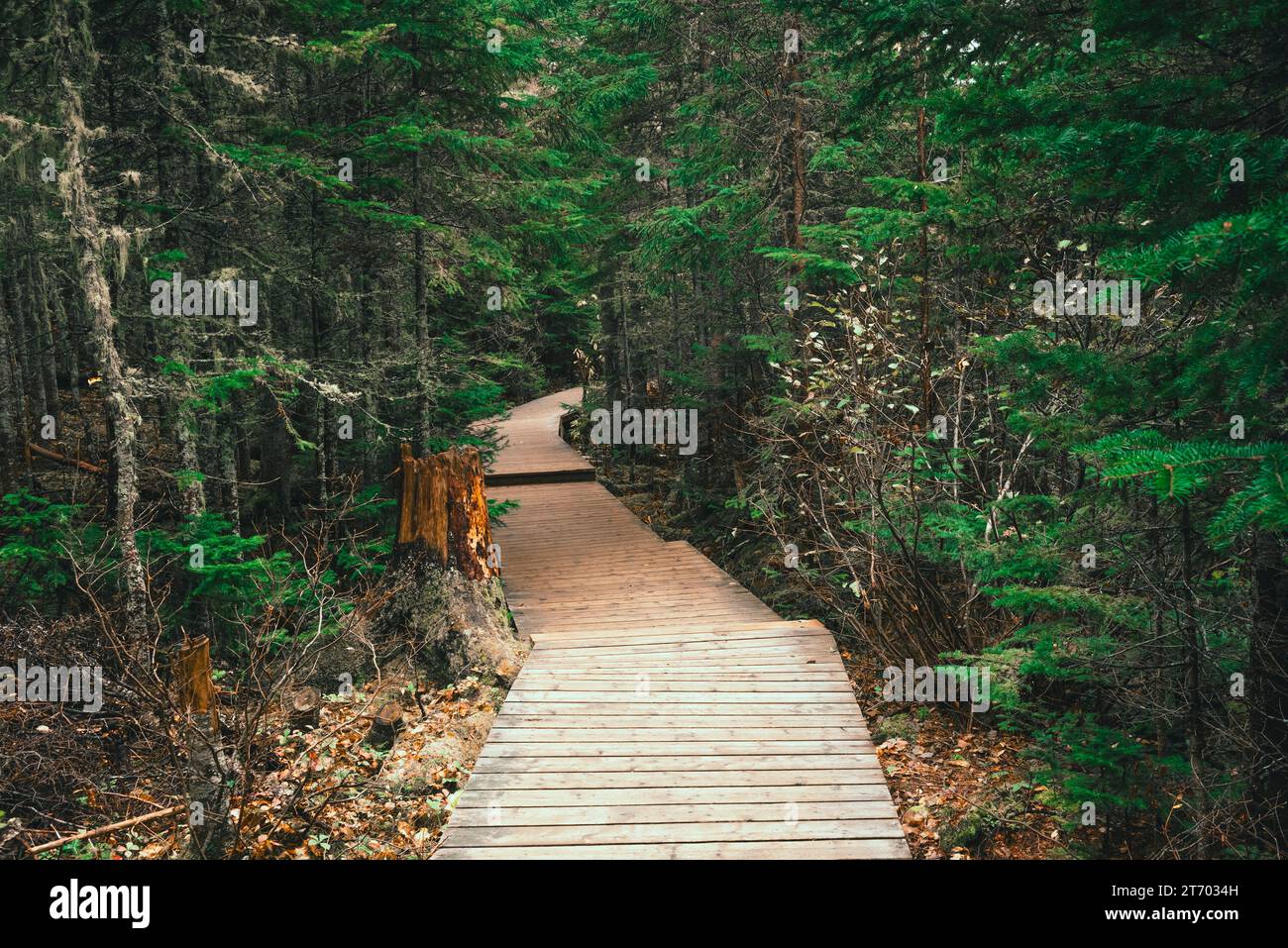 Promenade im Kiefernwald Stockfoto