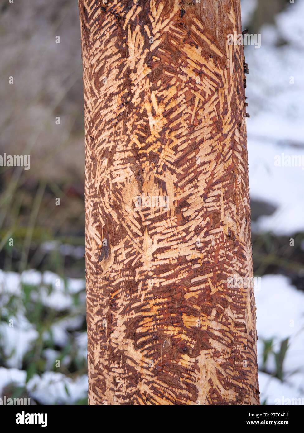 Biber nagelte Bäume am Ufer eines Flusses mit Zahnspuren Stockfoto