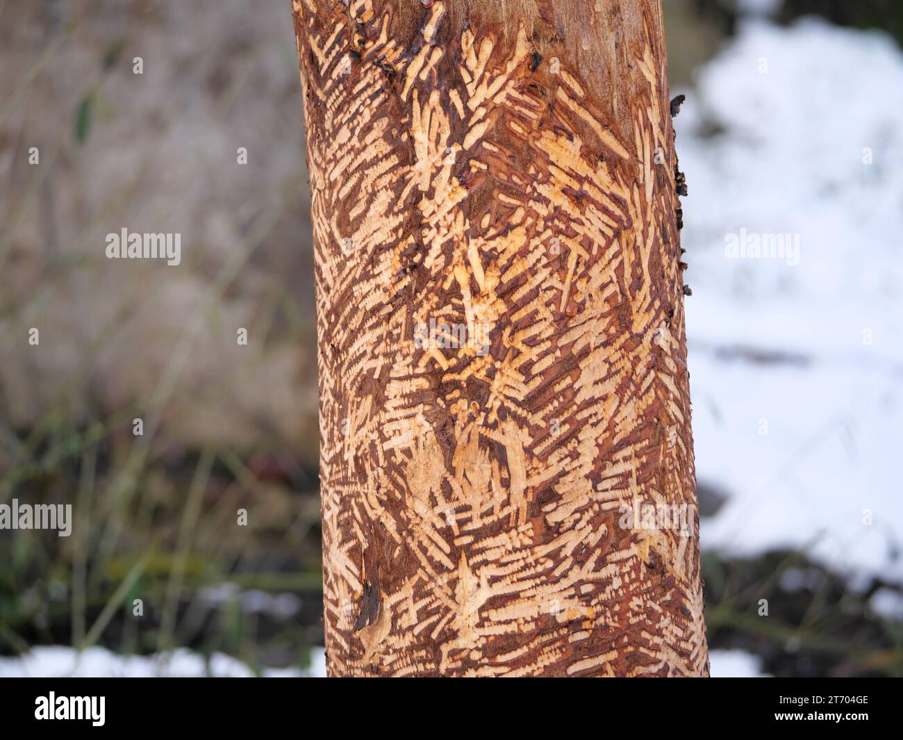 Biber nagelte Bäume am Ufer eines Flusses mit Zahnspuren Stockfoto