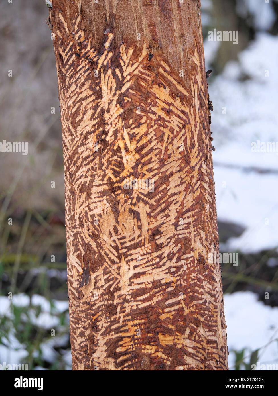 Biber nagelte Bäume am Ufer eines Flusses mit Zahnspuren Stockfoto