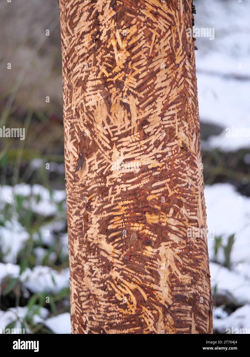 Biber nagelte Bäume am Ufer eines Flusses mit Zahnspuren Stockfoto