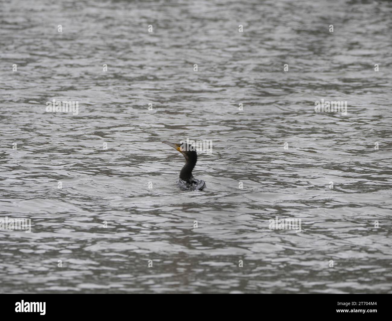 Ein Kormoran schwimmt auf der welligen Wasseroberfläche eines Flusses und jagt Fische (Main, Würzburg, Europa) Stockfoto