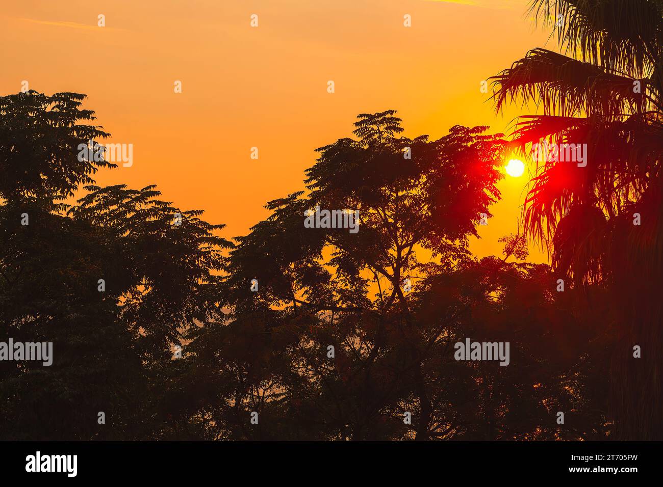 Silhouette von Palmen bei Sonnenuntergang in den Tropen. Silhouetten majestätischer Bäume vor dem farbenfrohen Abendhimmel Stockfoto