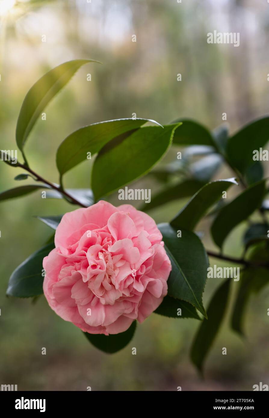 Rosafarbene Kamelie Japonica blüht oder blüht in einem Hausgarten in Alabama, USA. Stockfoto