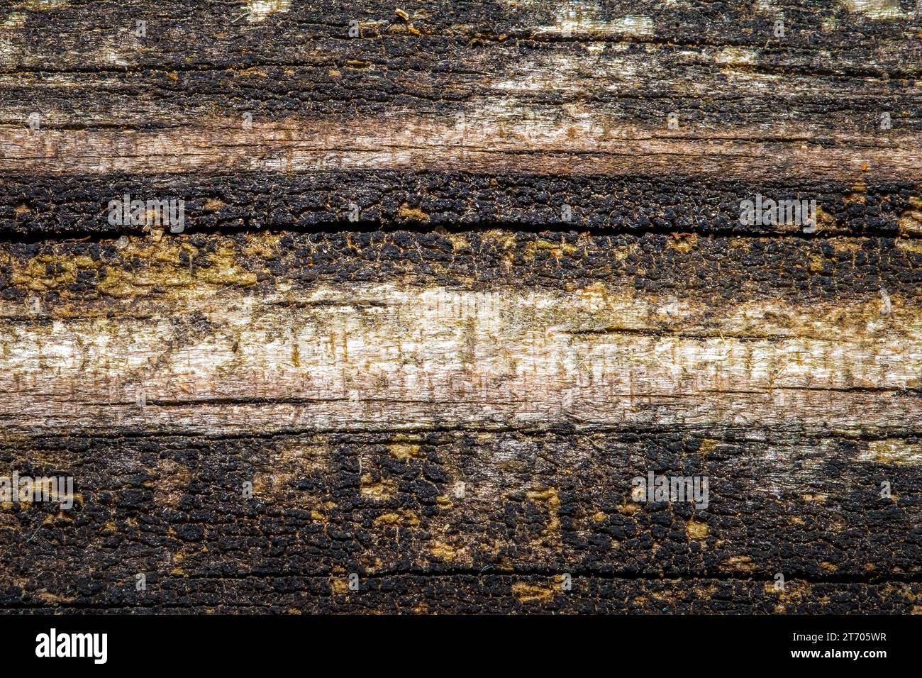 Holzhintergrund mit abgenutzter verwitterter Textur. Stockfoto