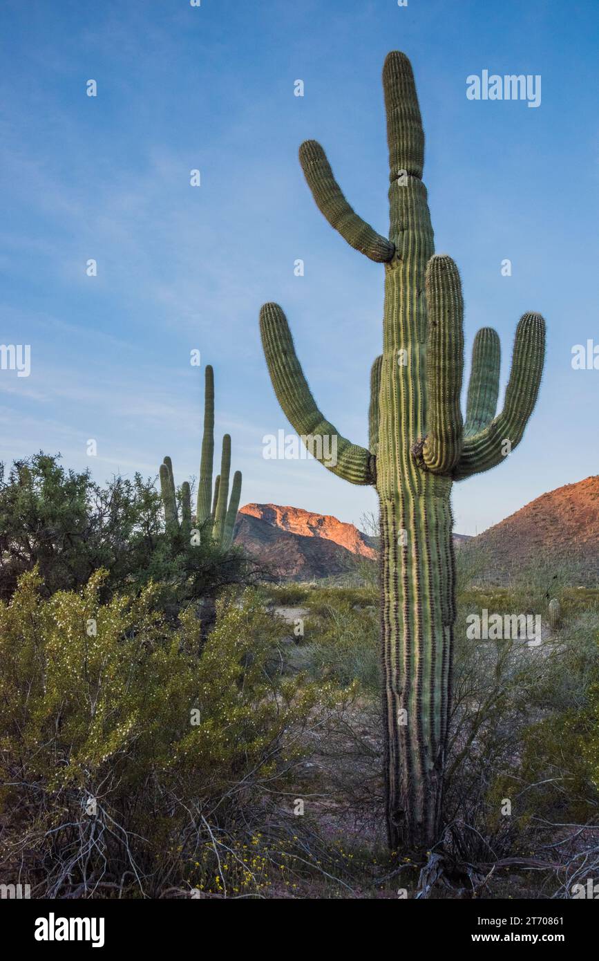 Sonnenaufgang entlang des Puerto Blanco Drive mit Saguaro-Kakteen, Sonora-Wüste, Orgel Pipe Cactus, National Monument, Ajo, Arizona, USA Stockfoto