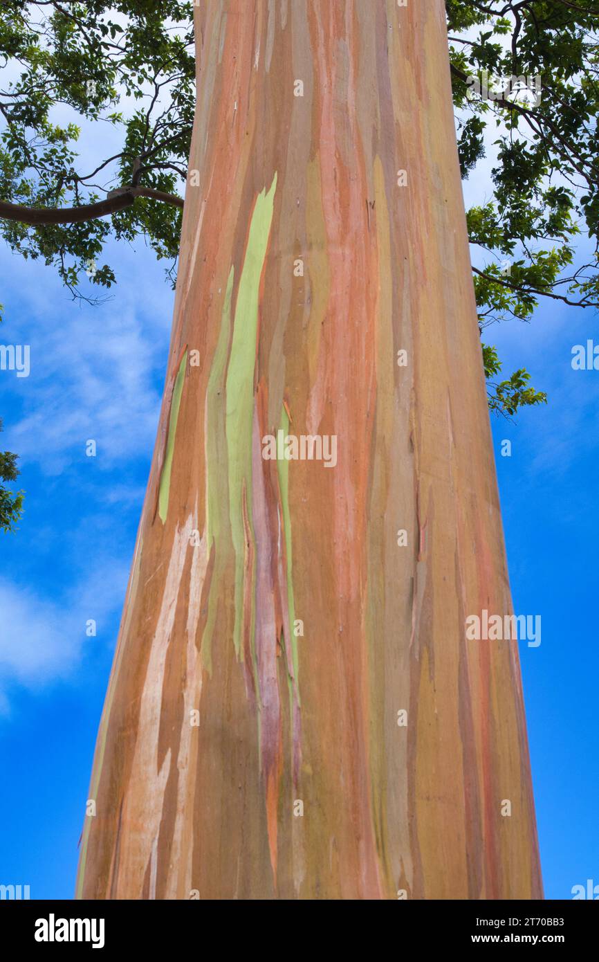 Ich schaue auf den Stamm eines Eukalyptusbaums auf Maui. Stockfoto