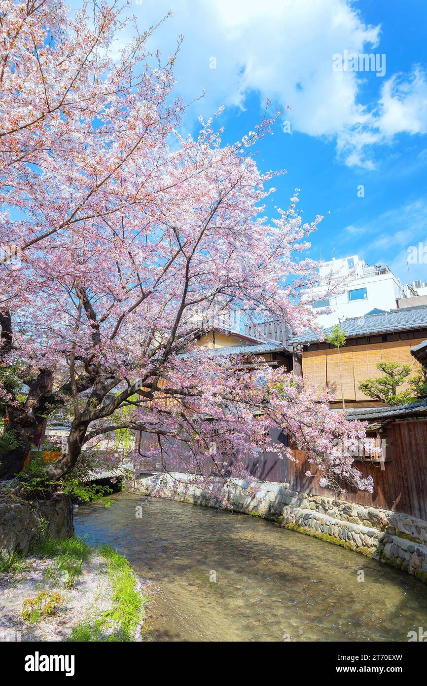 Kyoto, Japan - 2. April 2023: Shinbashi dori ist der Ort, an dem Gion-Ochaya Teehäuser nebeneinander auf der Straße stehen, verbunden mit dem Betrieb von Shir Stockfoto