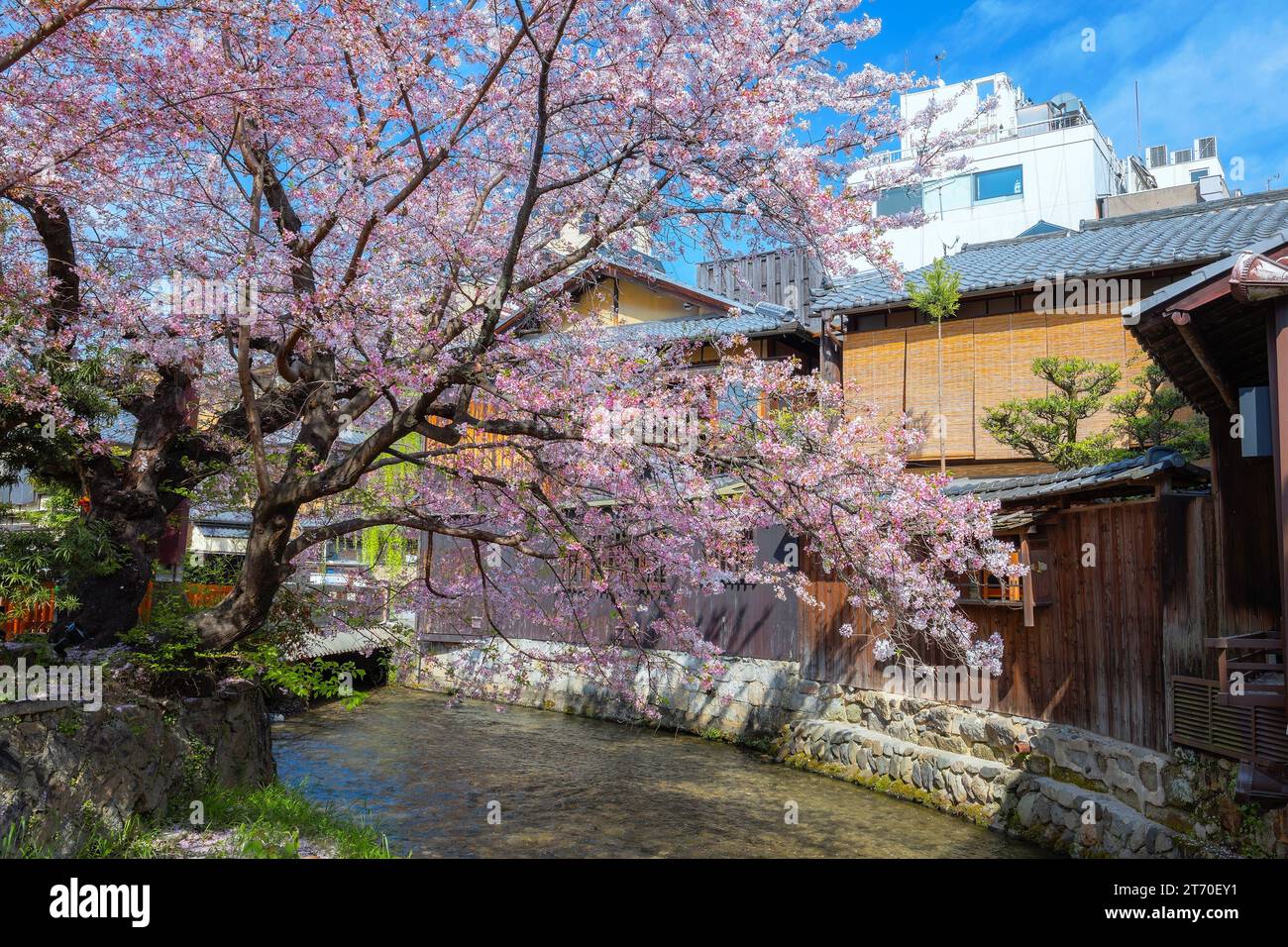 Kyoto, Japan - 2. April 2023: Shinbashi dori ist der Ort, an dem Gion-Ochaya Teehäuser nebeneinander auf der Straße stehen, verbunden mit dem Betrieb von Shir Stockfoto