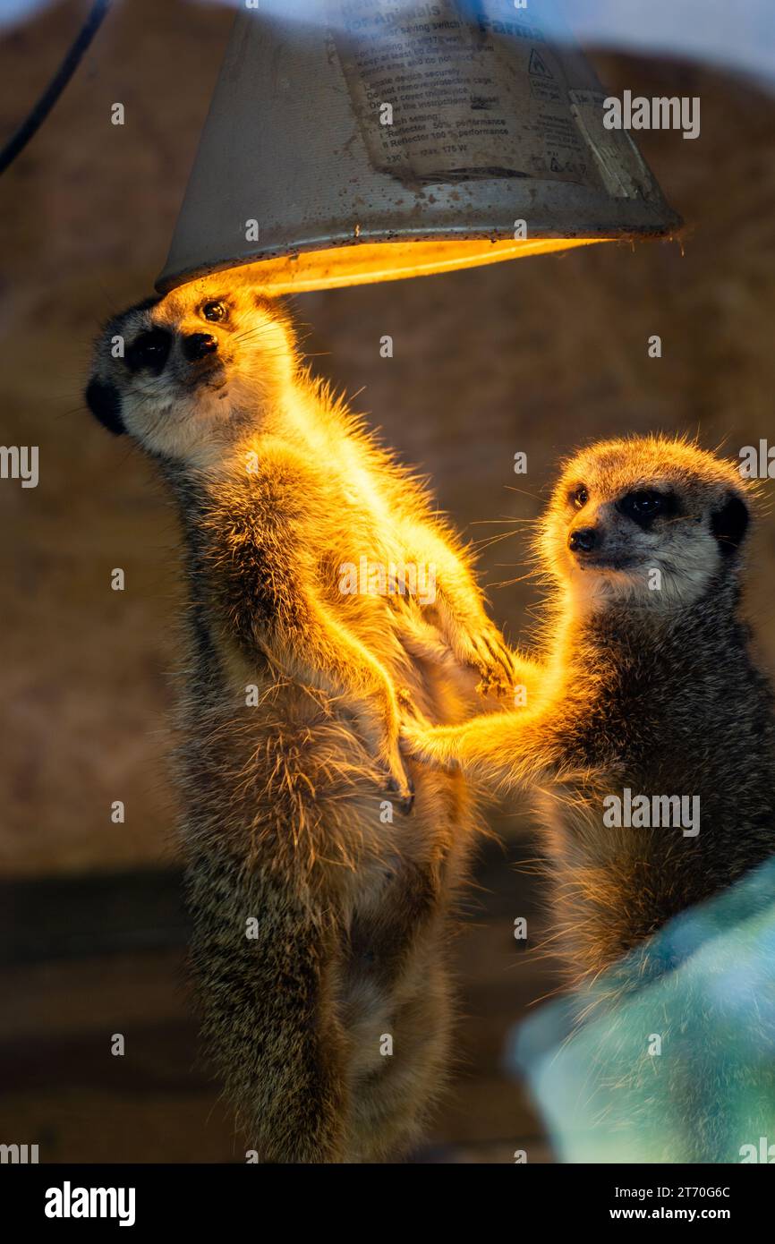 Zwei neugierige Erdmännchen (Suricata suricatta), die sich unter einer Lampe in einem Naturschutzpark aufwärmen Stockfoto