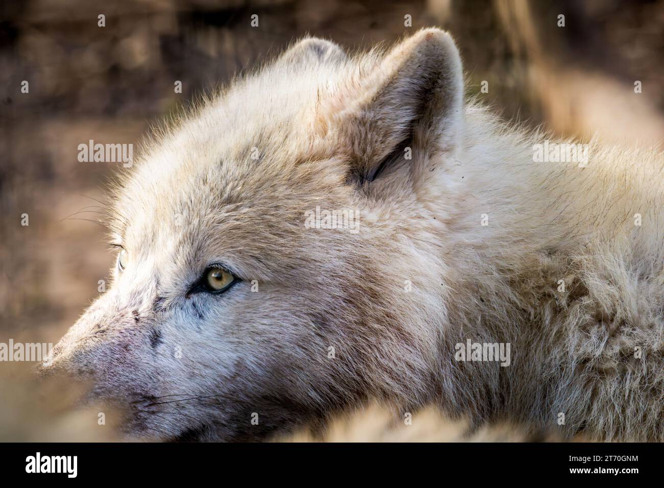 Nahaufnahme von Kopf Arktischer Wolf (Canis Lupus arctos) auf Gras im Naturpark Stockfoto
