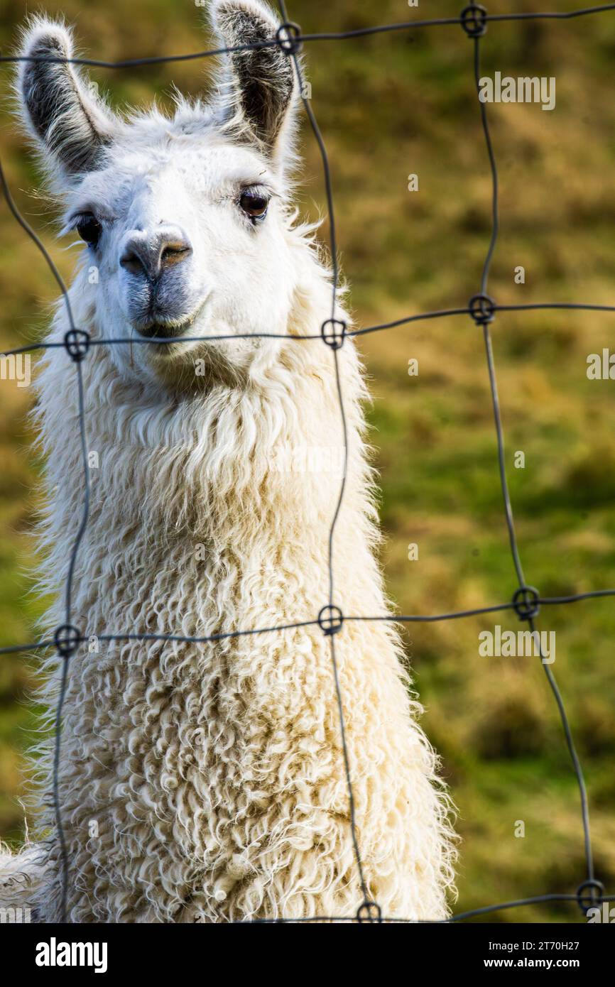Porträt eines anmutigen Alpaca-Gesichts und langen Halses Stockfoto