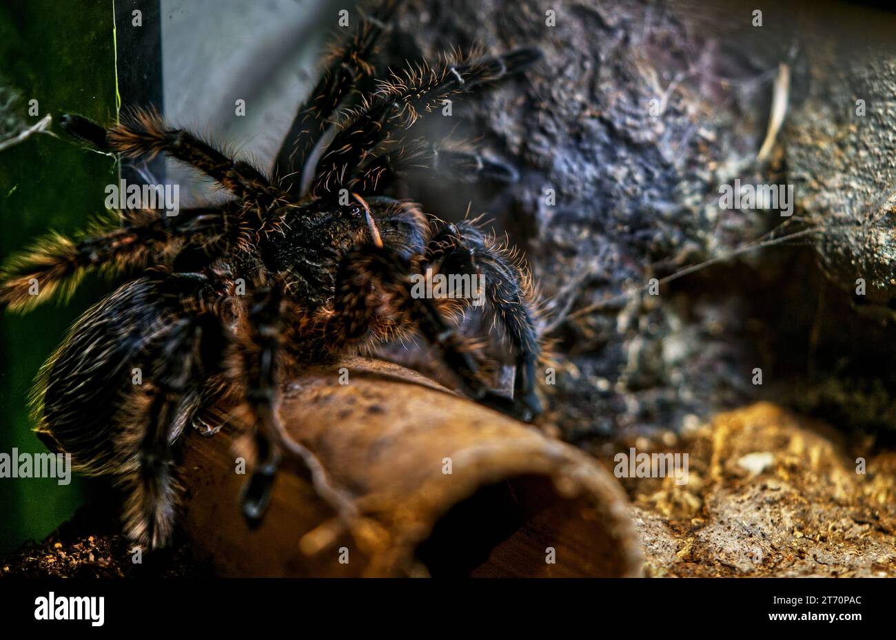 Schließe eine große Tarantura-Spinne in der Glaskiste eines Zoos. Stockfoto