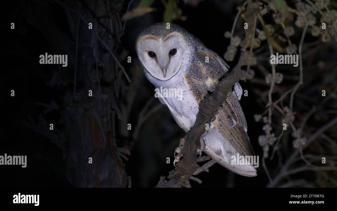 Singvogel Eastern Barn Owl Tyto alba thront bei Mondschein auf einem Zweig im Fitzgerald River National Park, Western Australia, Australien Stockfoto