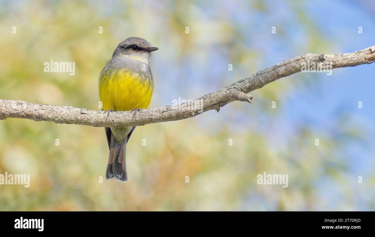 Ein einzelner Western Yellow robin stand auf einer Zweigkamera im Fitzgerald River National Park, Western Australia, Australien Stockfoto