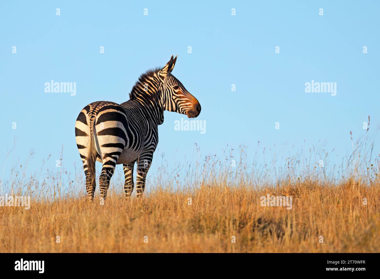 Cape Mountain Zebra (Equus Zebra) in offenem Grasland, Mountain Zebra National Park, Südafrika Stockfoto