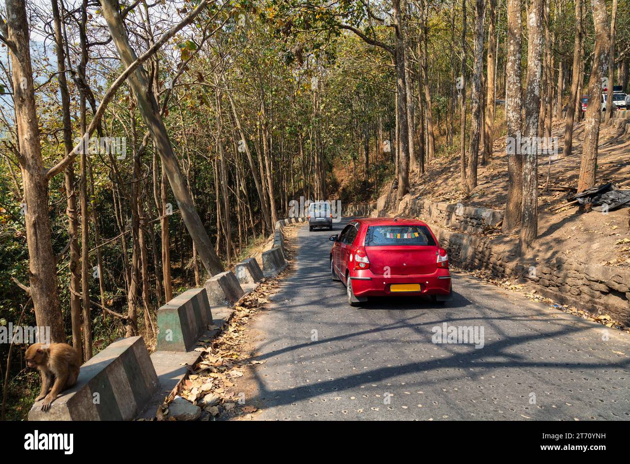 Malerische Bergstraße gesäumt von Bäumen auf beiden Seiten mit Blick auf das Touristenfahrzeug auf dem Weg zur Bergstation Darjeeling in Indien Stockfoto