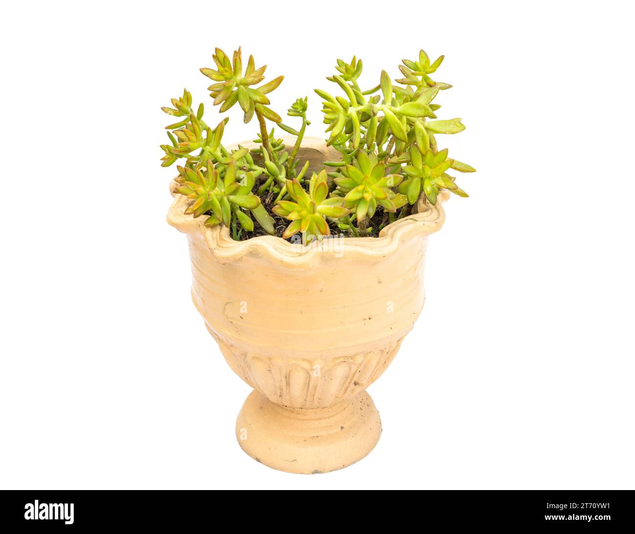 Golden Sedum adolphi coppertone Sukkulent isoliert auf weißem Hintergrund Stockfoto