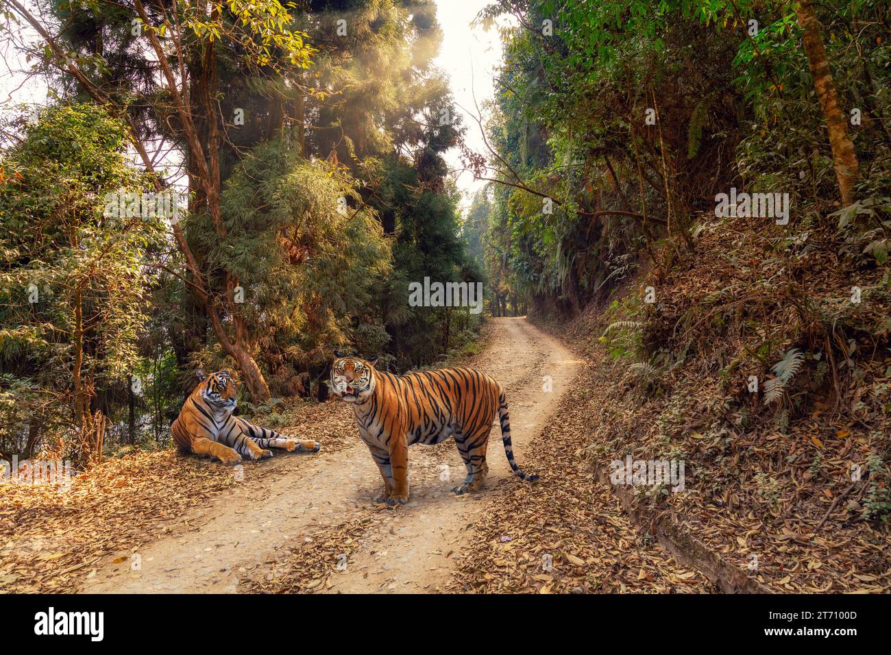 Bengalische Tiger wurden auf einer Dschungelsafari in einem Waldreservat im Bezirk Kalimpong, Indien, gesichtet. Stockfoto