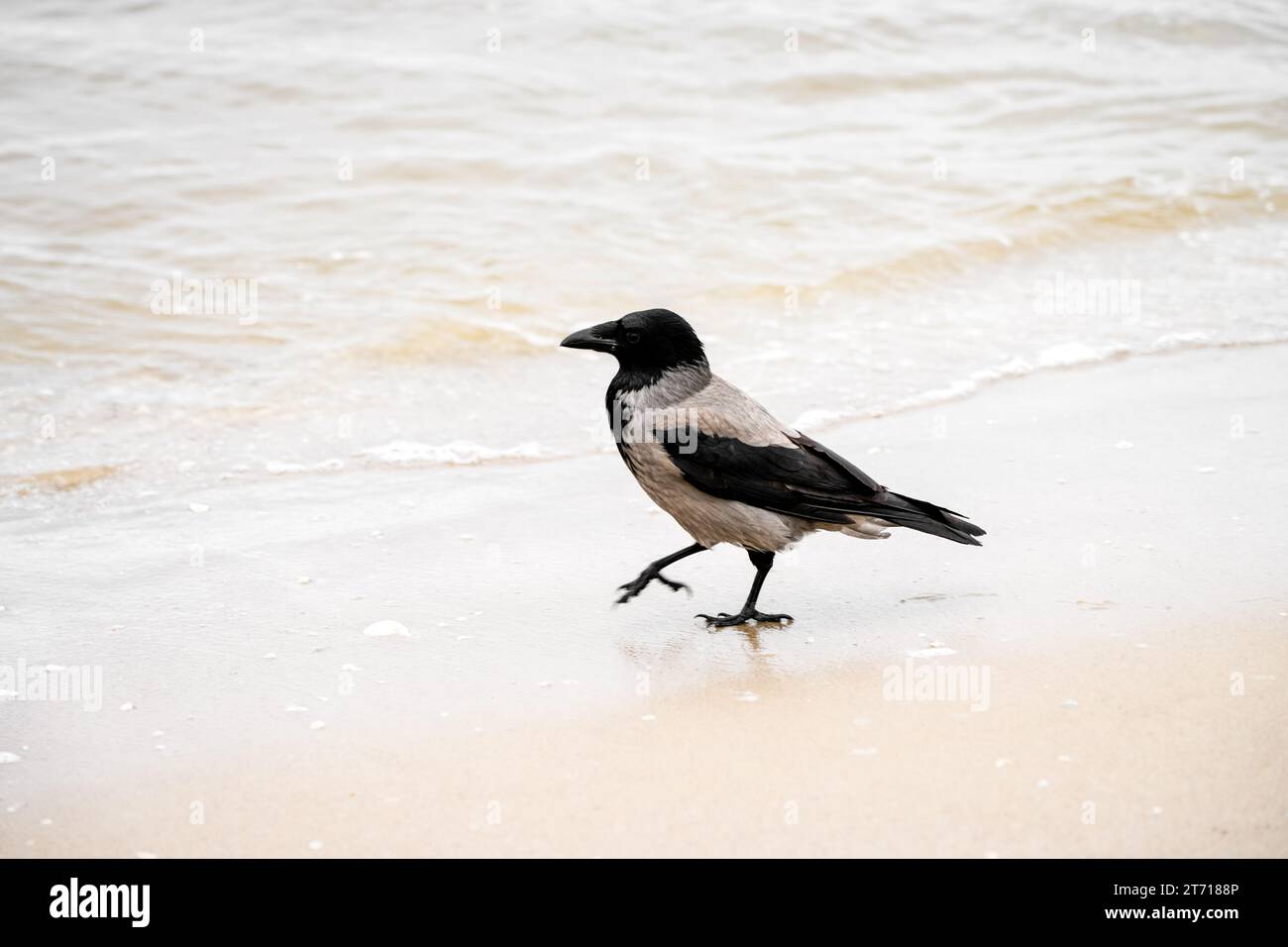 Kapuzenkrähe am Strand. Vogel in der Natur. Corvus cornix. Stockfoto