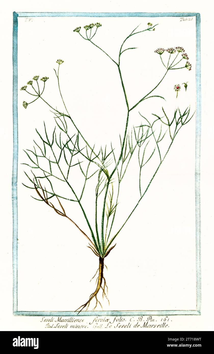Alte Illustration der Mondmöhre (Seseli gummiferum). Von G. Bonelli über Hortus Romanus, publ. N. Martelli, Rom, 1772–93 Stockfoto