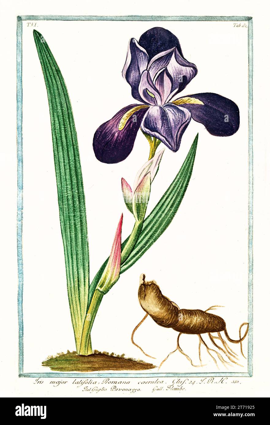Alte Illustration der englischen Iris (Iris latifolia). Von G. Bonelli über Hortus Romanus, publ. N. Martelli, Rom, 1772–93 Stockfoto