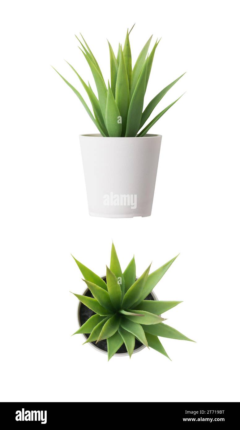 Nahaufnahme der Aloe Vera Pflanze isoliert auf weißem Hintergrund. Draufsicht und Seitenansicht. Echte Fotografie auf weißem Hintergrund. Stockfoto