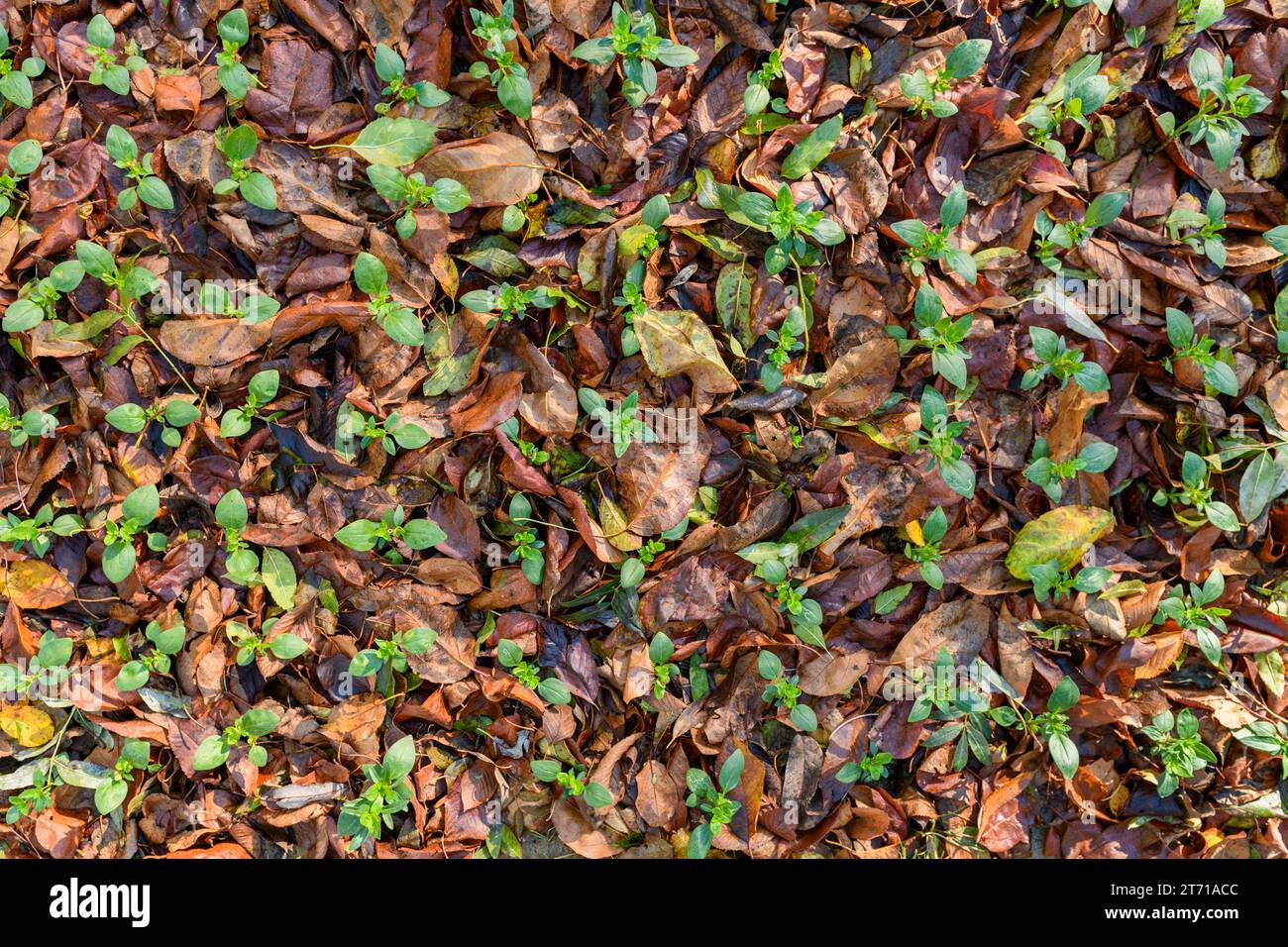 Kühle Blumen. Blumenbeet mit einer dicken Schicht gefallener Blätter gemulcht. Winterfeste Einjährige mit Schutz vor Laubmulch. Stockfoto