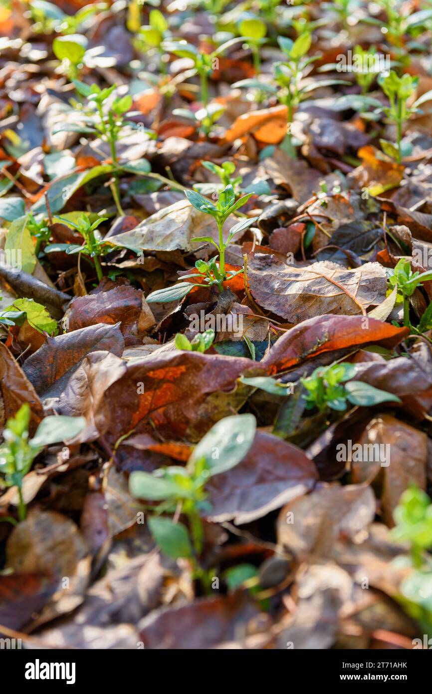 Kühle Blumen. Blumenbeet mit einer dicken Schicht gefallener Blätter gemulcht. Winterfeste Einjährige mit Schutz vor Laubmulch. Stockfoto