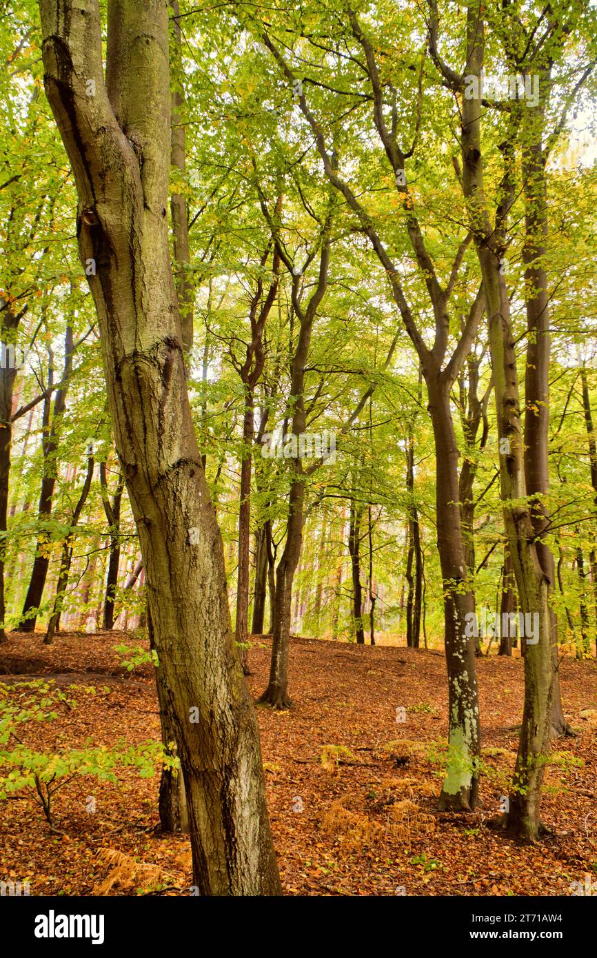 Buchenwald im Herbst. Grüne und farbige Blätter. Orangebraune Blätter auf dem Waldboden. Waldspaziergang durch die Natur. Die Landschaft wurde von den Vordern aufgenommen Stockfoto