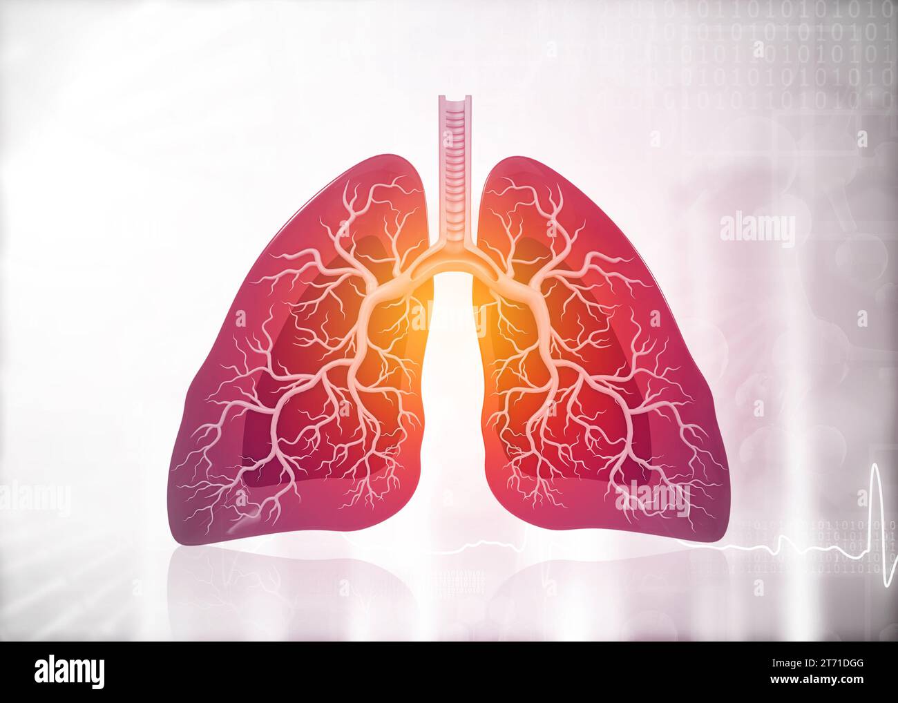 Anatomie der menschlichen Lunge. 3D-Rendering Stockfoto